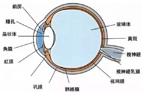 眼球结构图